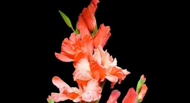 flower-6541107_1280